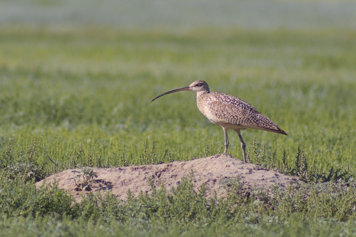 Long-billed Curlew - ML620958729