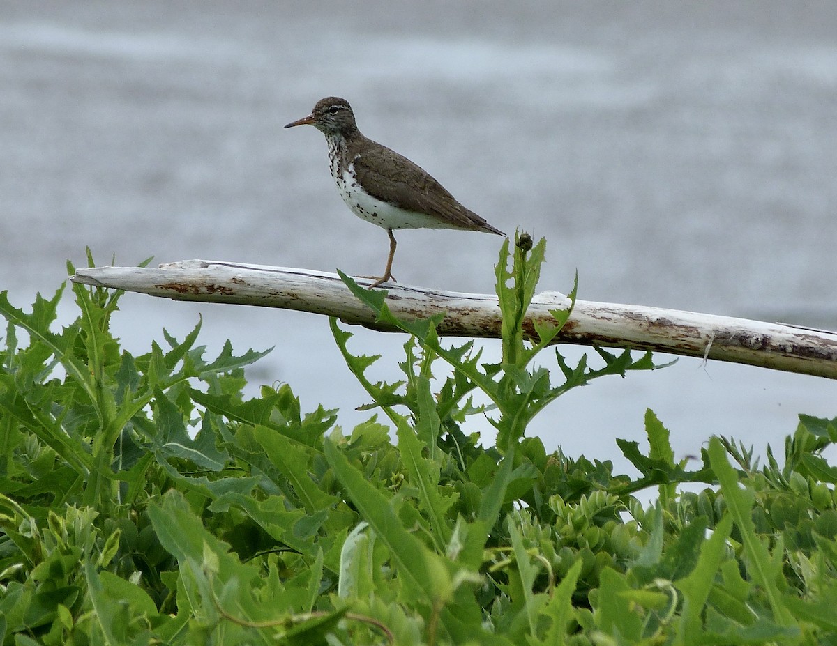 Spotted Sandpiper - ML620958799