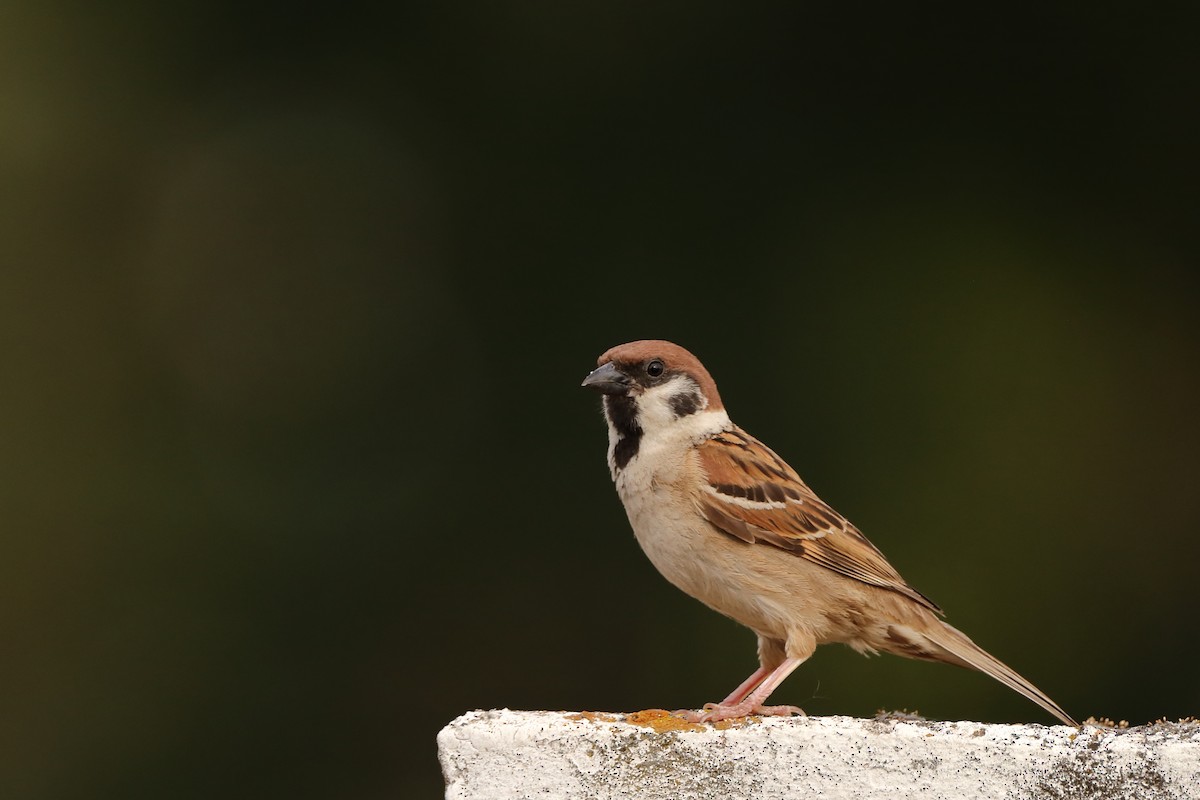Eurasian Tree Sparrow - ML620958800