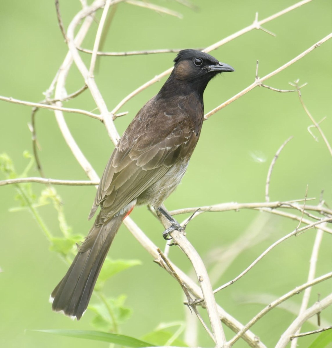 Red-vented Bulbul - ML620958828