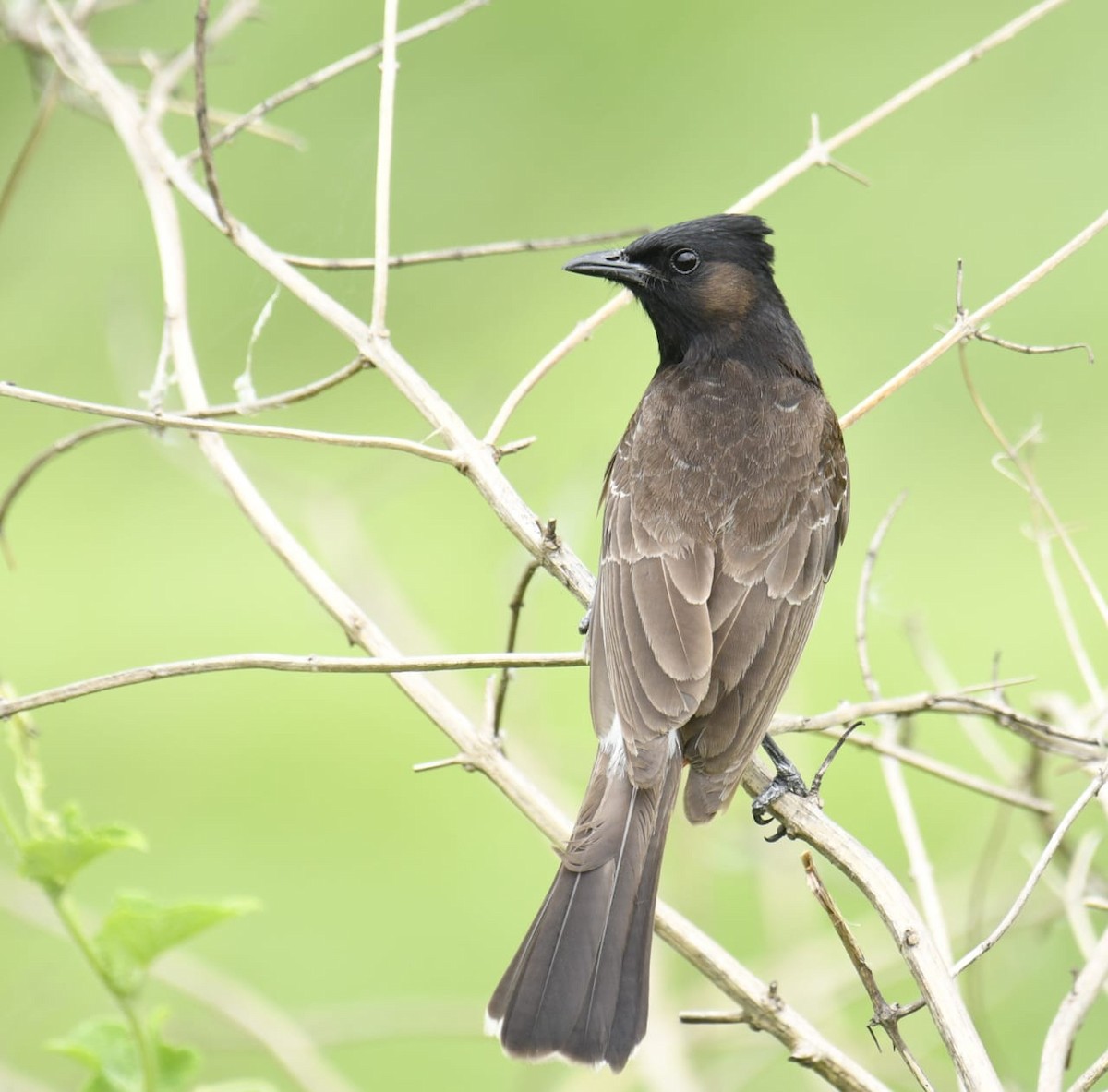 Red-vented Bulbul - ML620958830