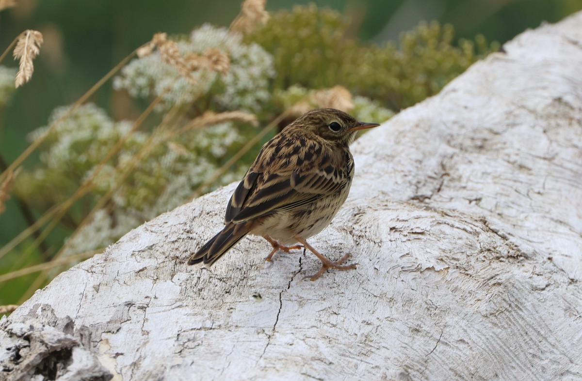 Meadow Pipit - ML620958869