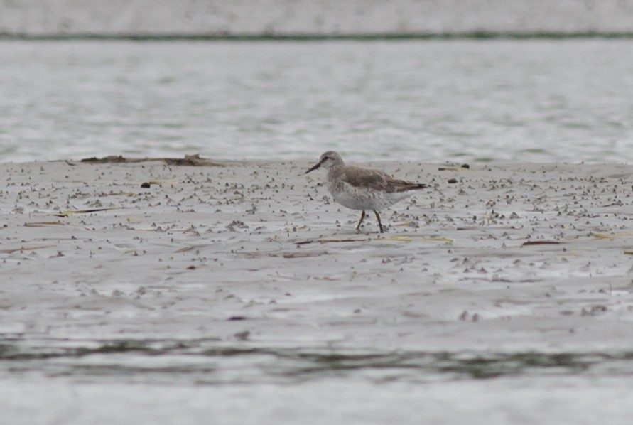 Red Knot - ML620958976