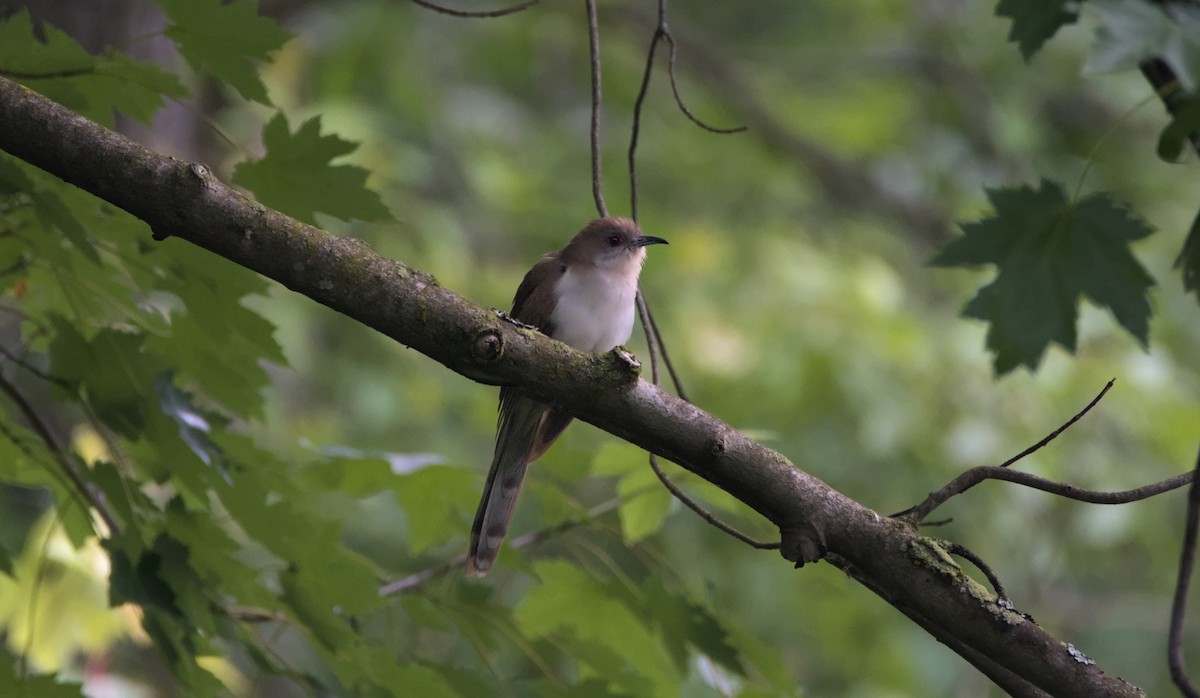 Black-billed Cuckoo - ML620959029