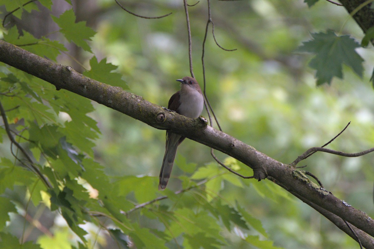 Black-billed Cuckoo - ML620959030