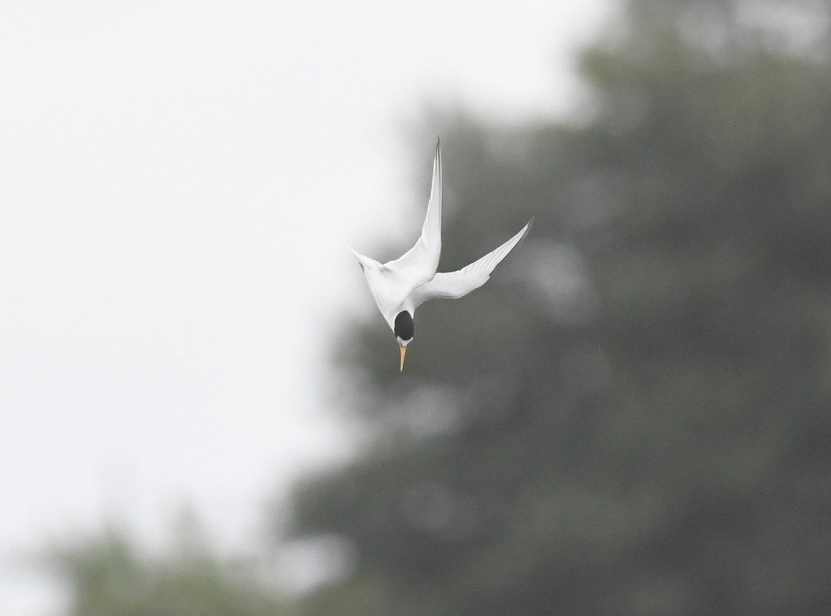 Least Tern - ML620959103