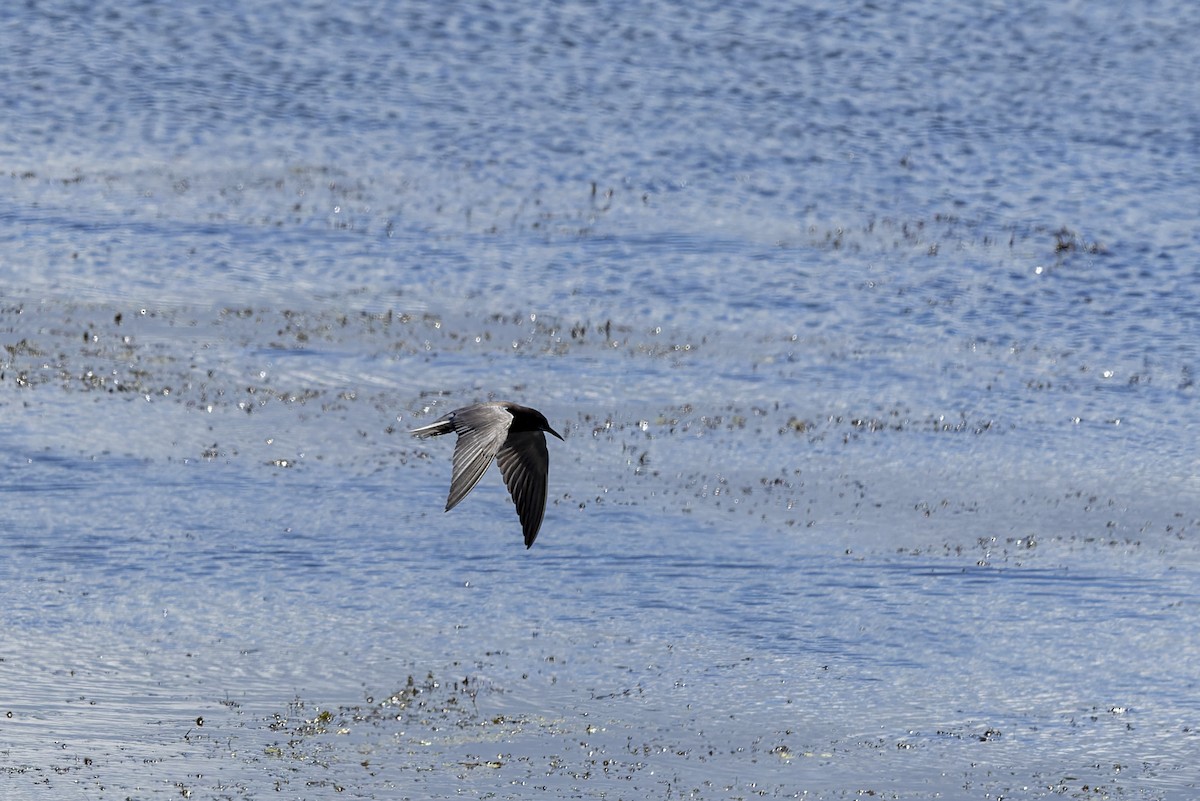Black Tern - ML620959262