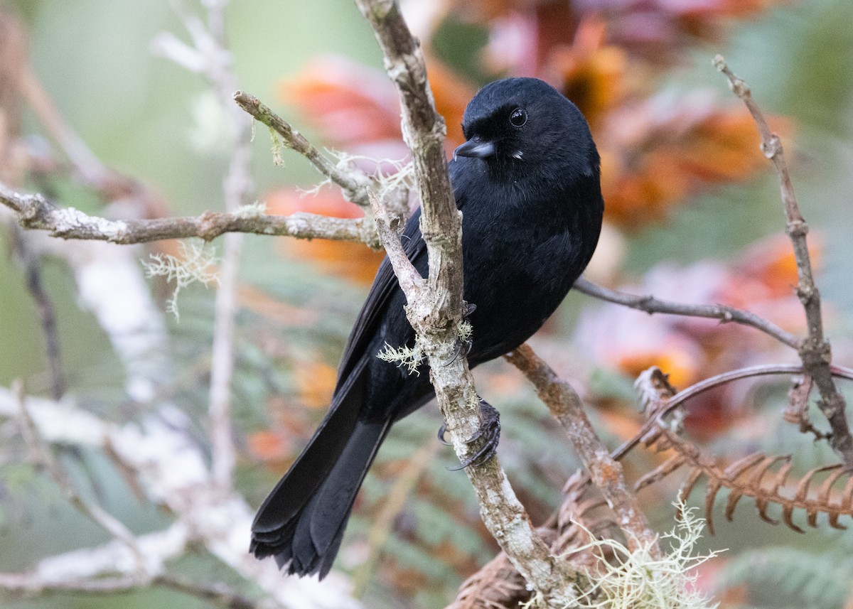 Black Flowerpiercer - ML620959297