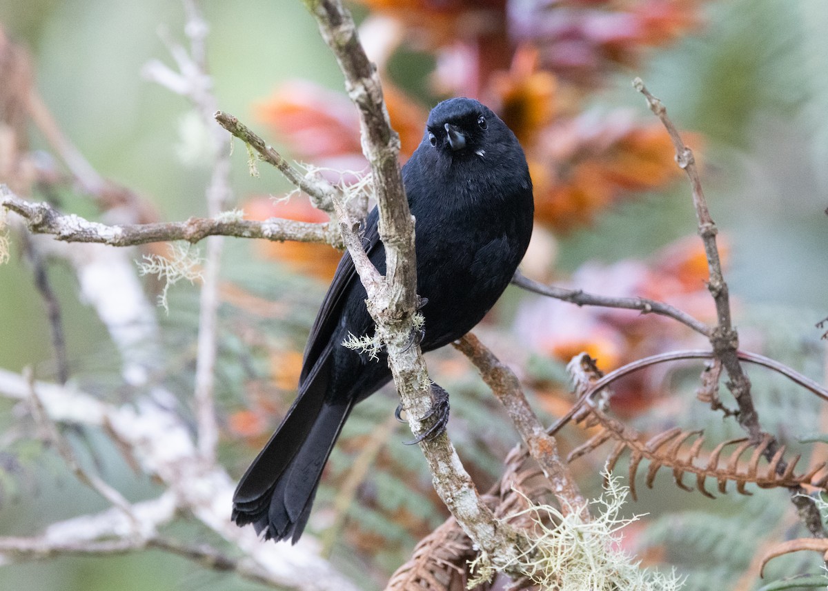 Black Flowerpiercer - ML620959299