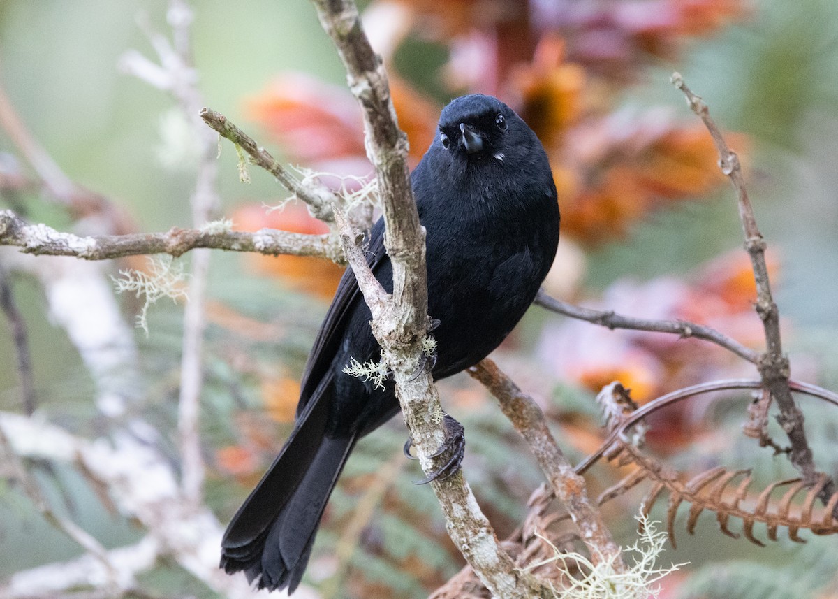 Black Flowerpiercer - ML620959300