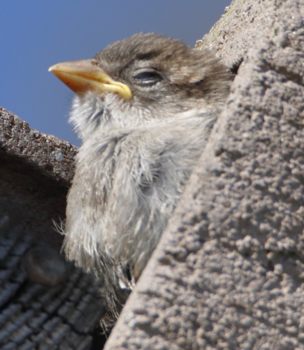 House Sparrow - ML620959306