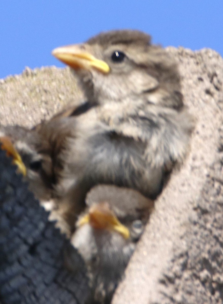 Moineau domestique - ML620959307