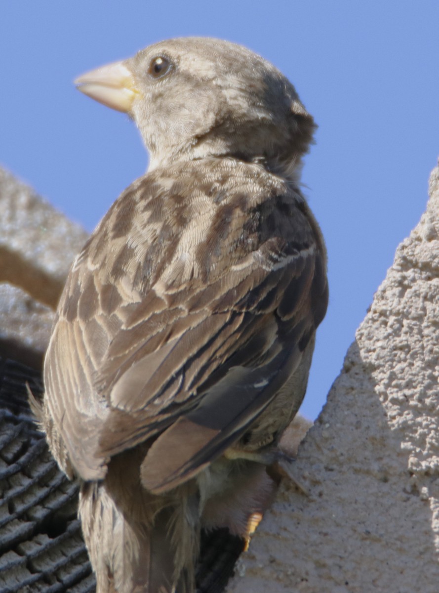 Moineau domestique - ML620959308