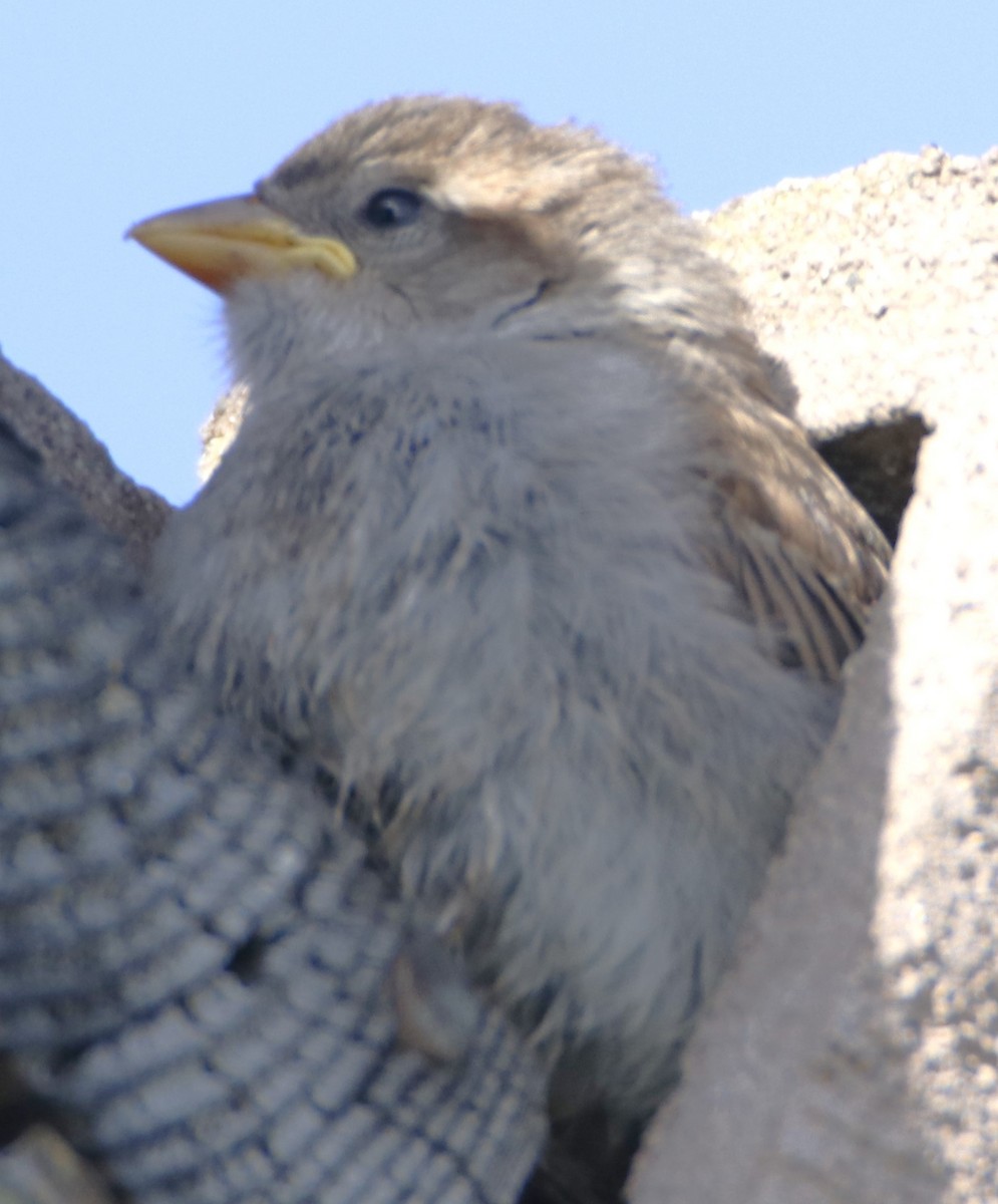 House Sparrow - ML620959313