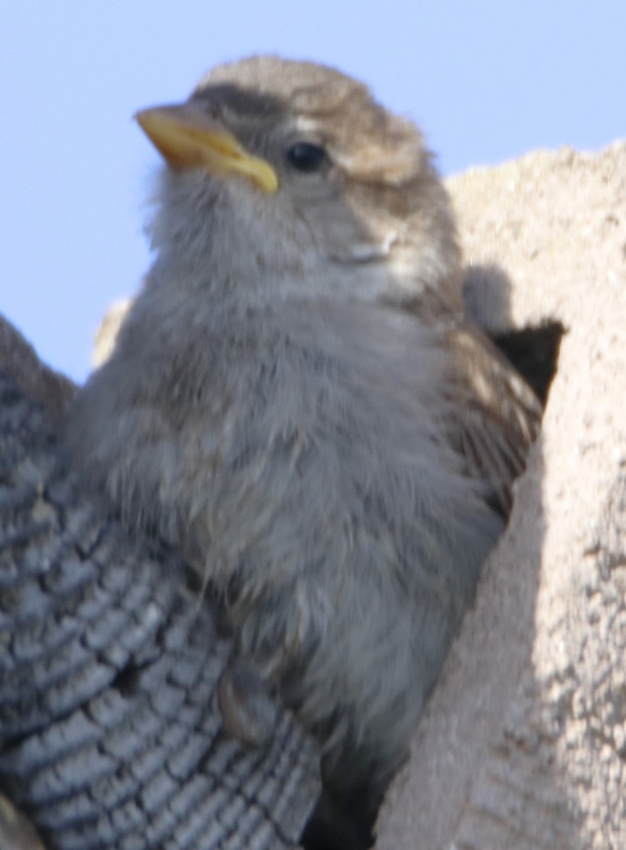 House Sparrow - ML620959314