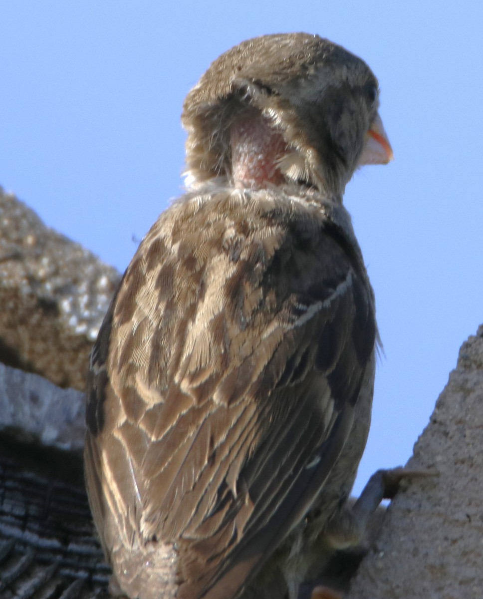 House Sparrow - ML620959315