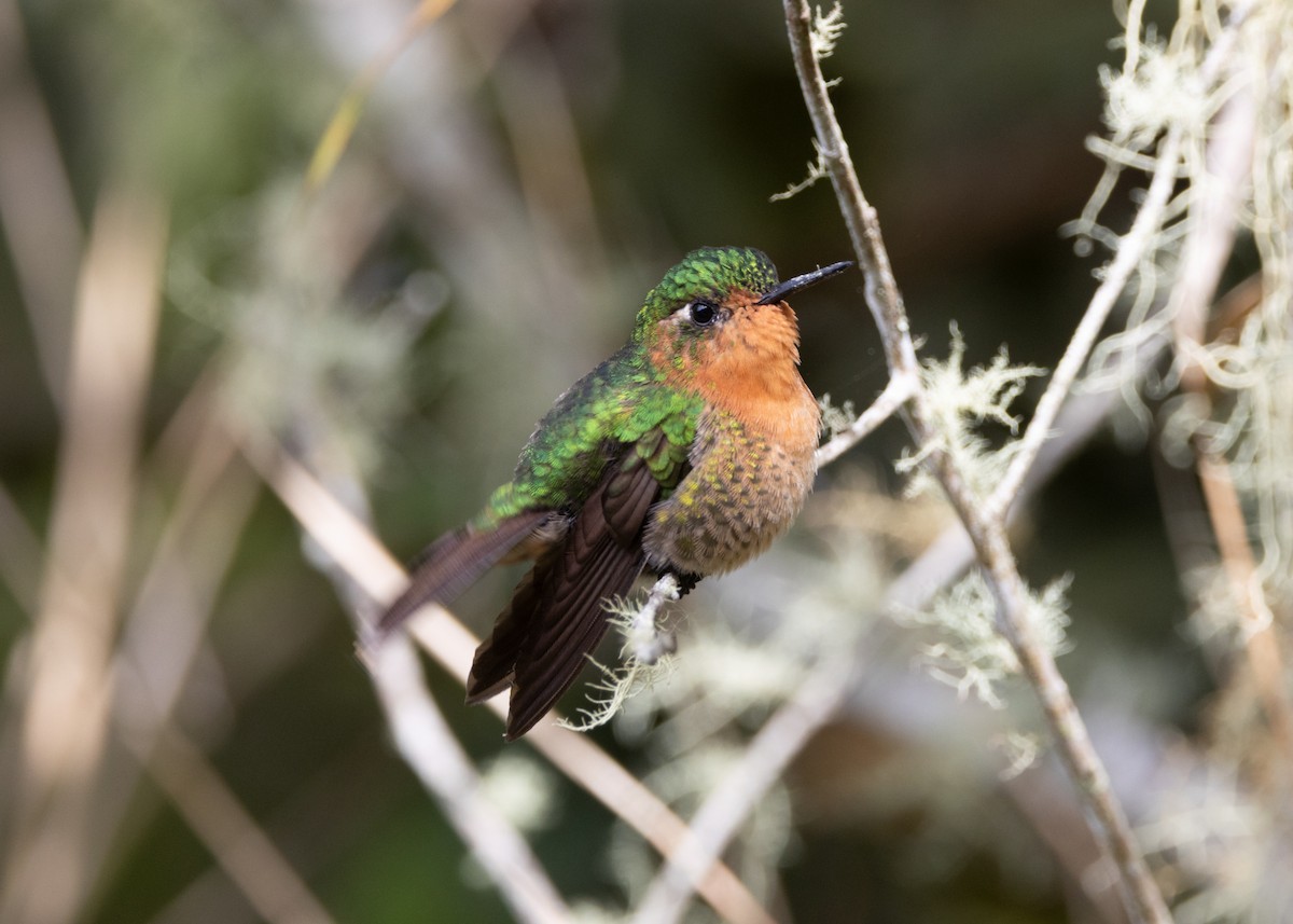 kolibřík dřišťálový (ssp. districta) - ML620959400