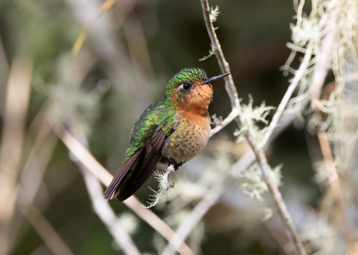 kolibřík dřišťálový (ssp. districta) - ML620959402