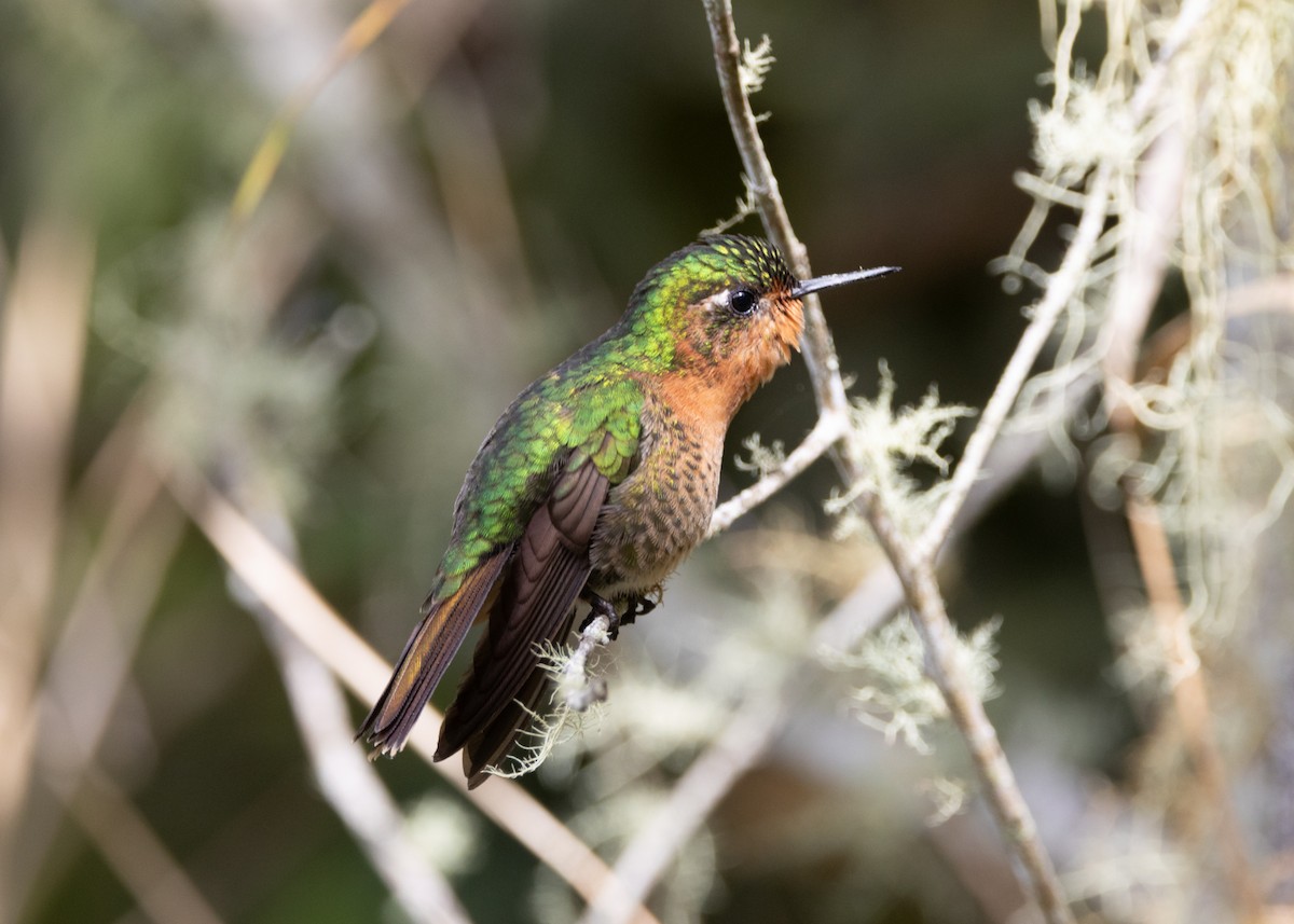 kolibřík dřišťálový (ssp. districta) - ML620959403