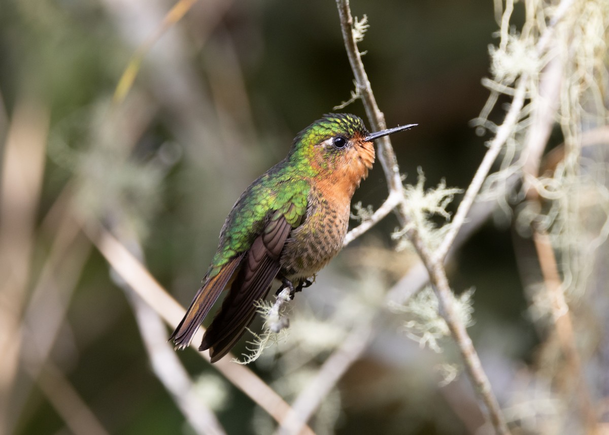 kolibřík dřišťálový (ssp. districta) - ML620959404