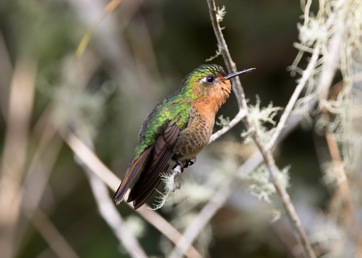 kolibřík dřišťálový (ssp. districta) - ML620959405