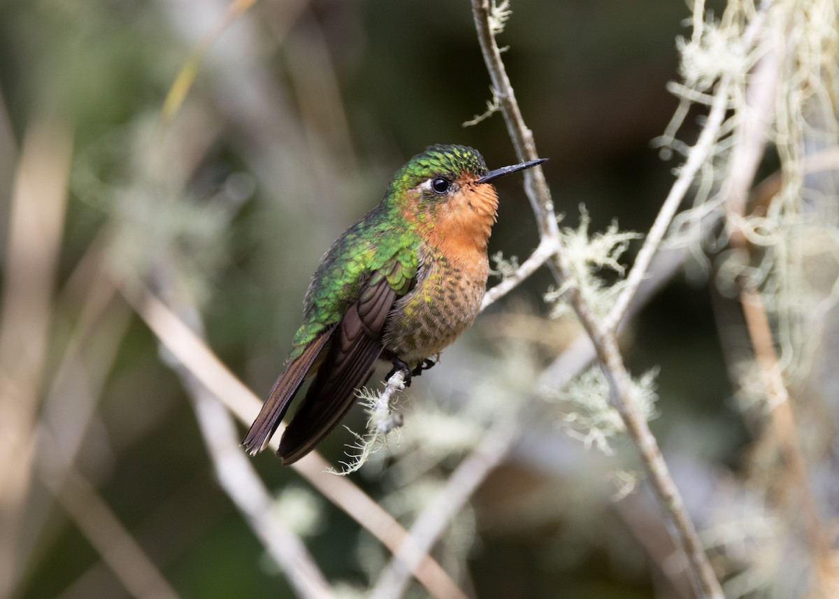 kolibřík dřišťálový (ssp. districta) - ML620959406