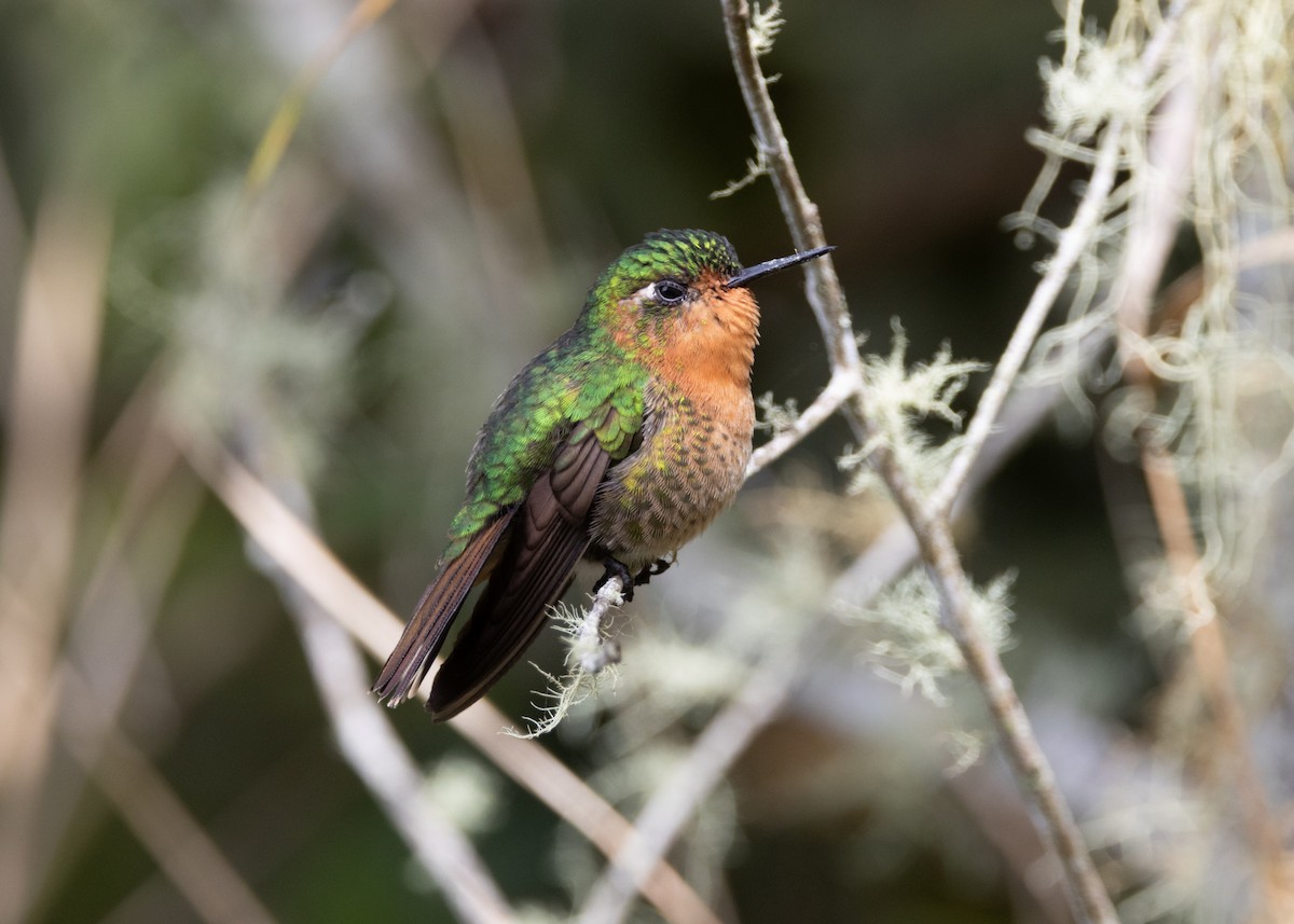 kolibřík dřišťálový (ssp. districta) - ML620959407