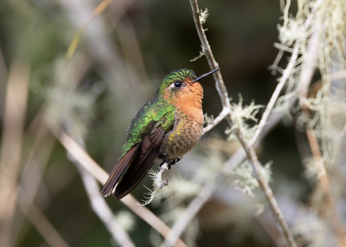 kolibřík dřišťálový (ssp. districta) - ML620959408