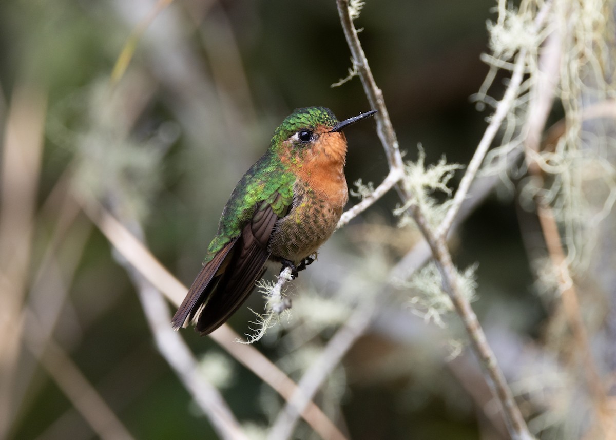 kolibřík dřišťálový (ssp. districta) - ML620959409