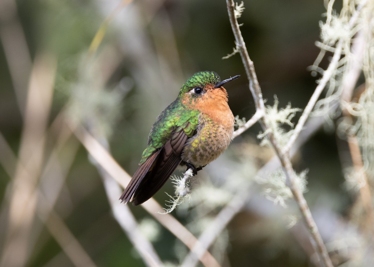 kolibřík dřišťálový (ssp. districta) - ML620959410
