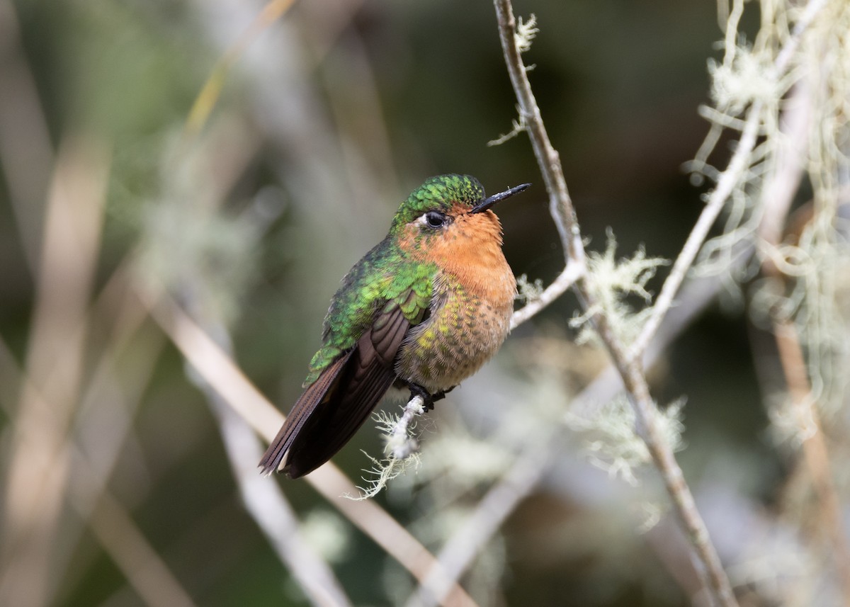 kolibřík dřišťálový (ssp. districta) - ML620959411