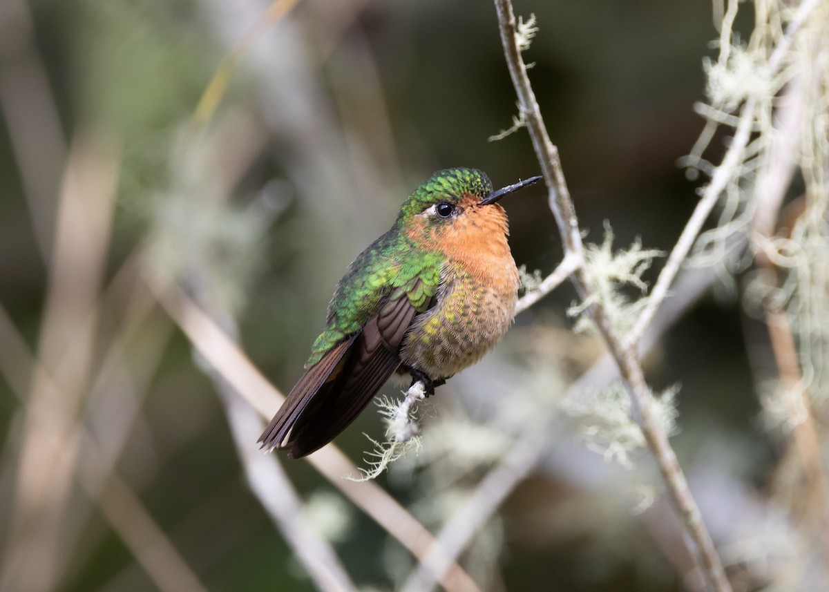 kolibřík dřišťálový (ssp. districta) - ML620959412