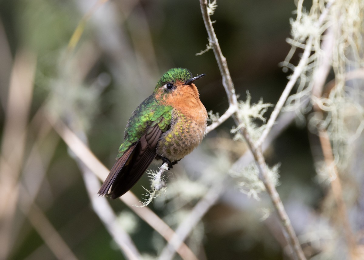 kolibřík dřišťálový (ssp. districta) - ML620959413
