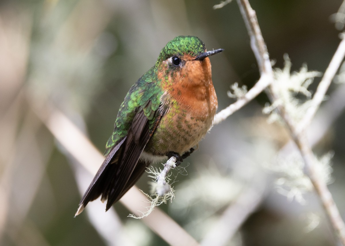 kolibřík dřišťálový (ssp. districta) - ML620959415