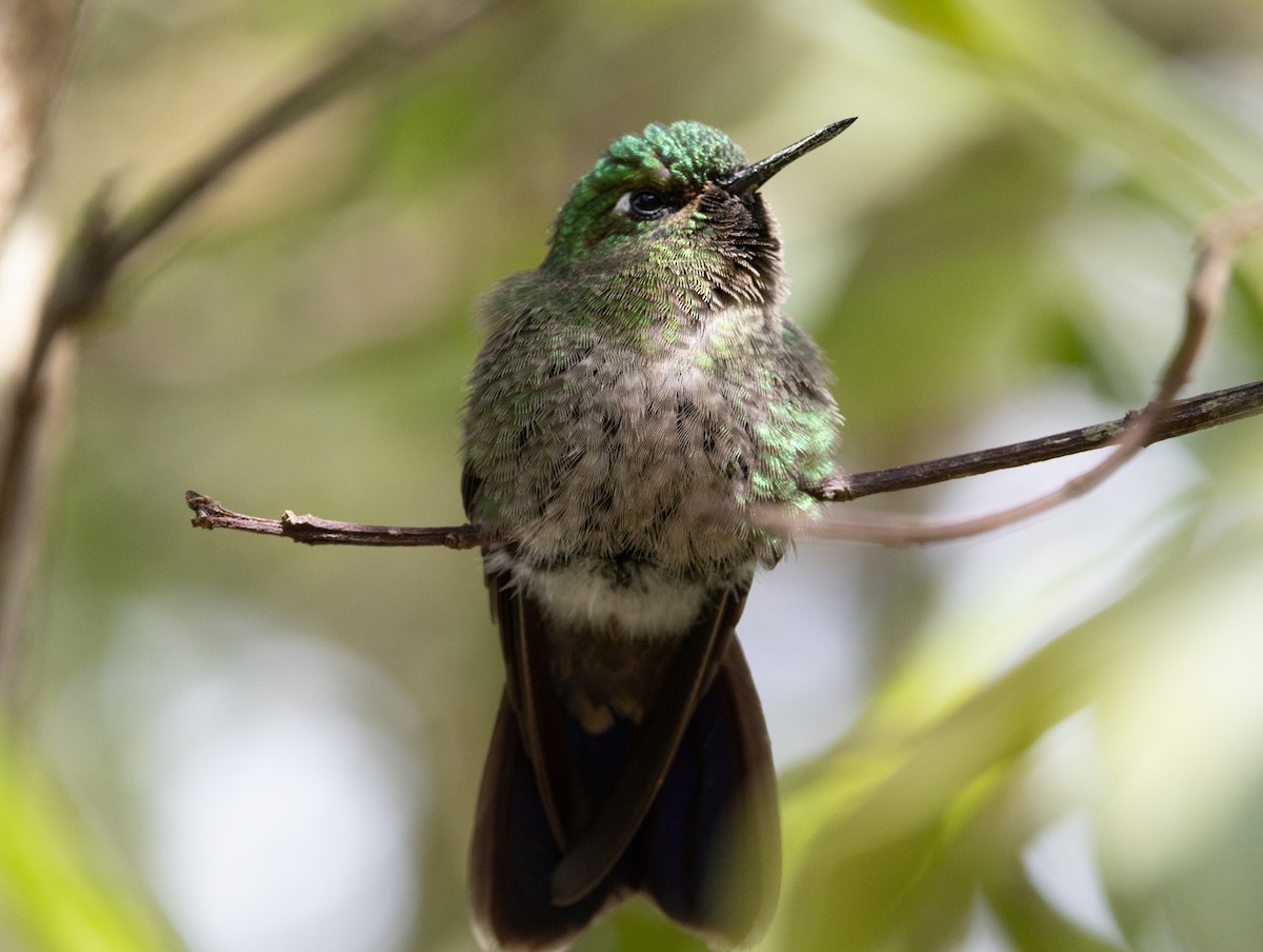 kolibřík dřišťálový (ssp. districta) - ML620959417
