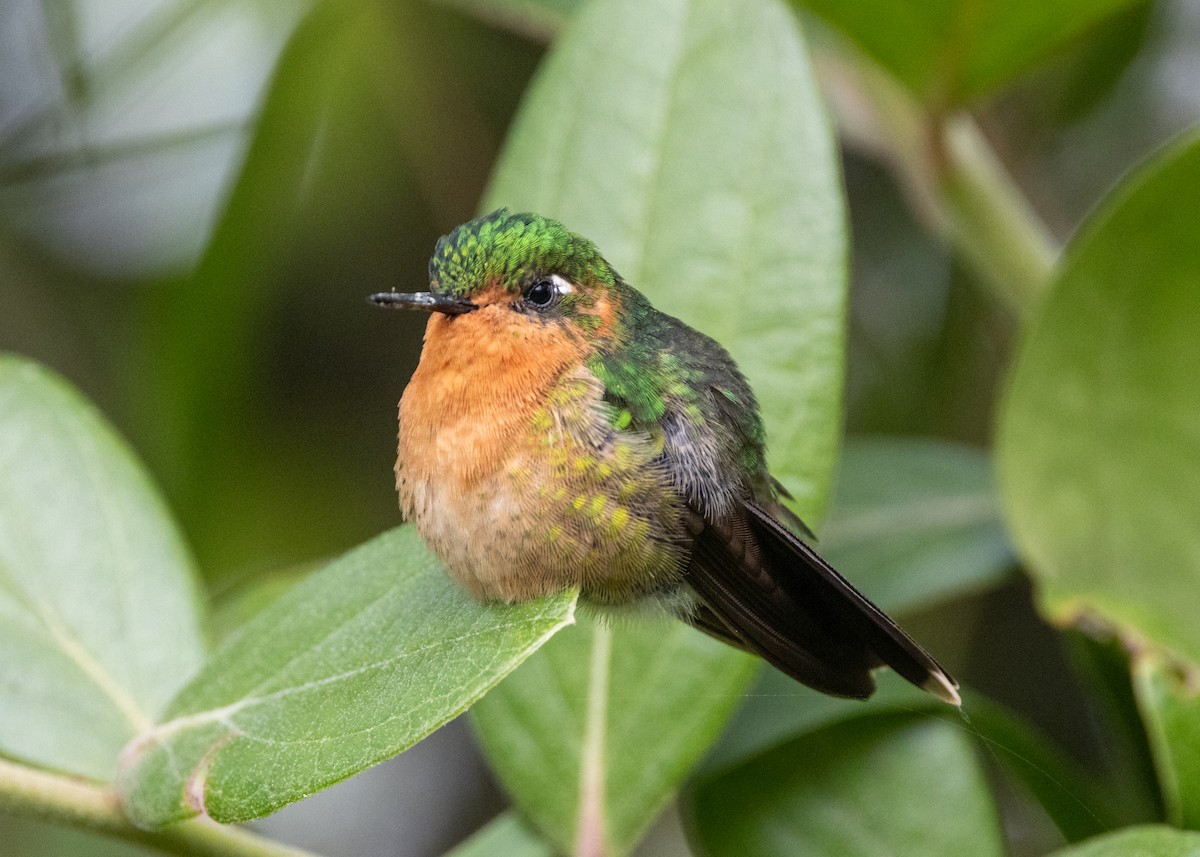 kolibřík dřišťálový (ssp. districta) - ML620959425