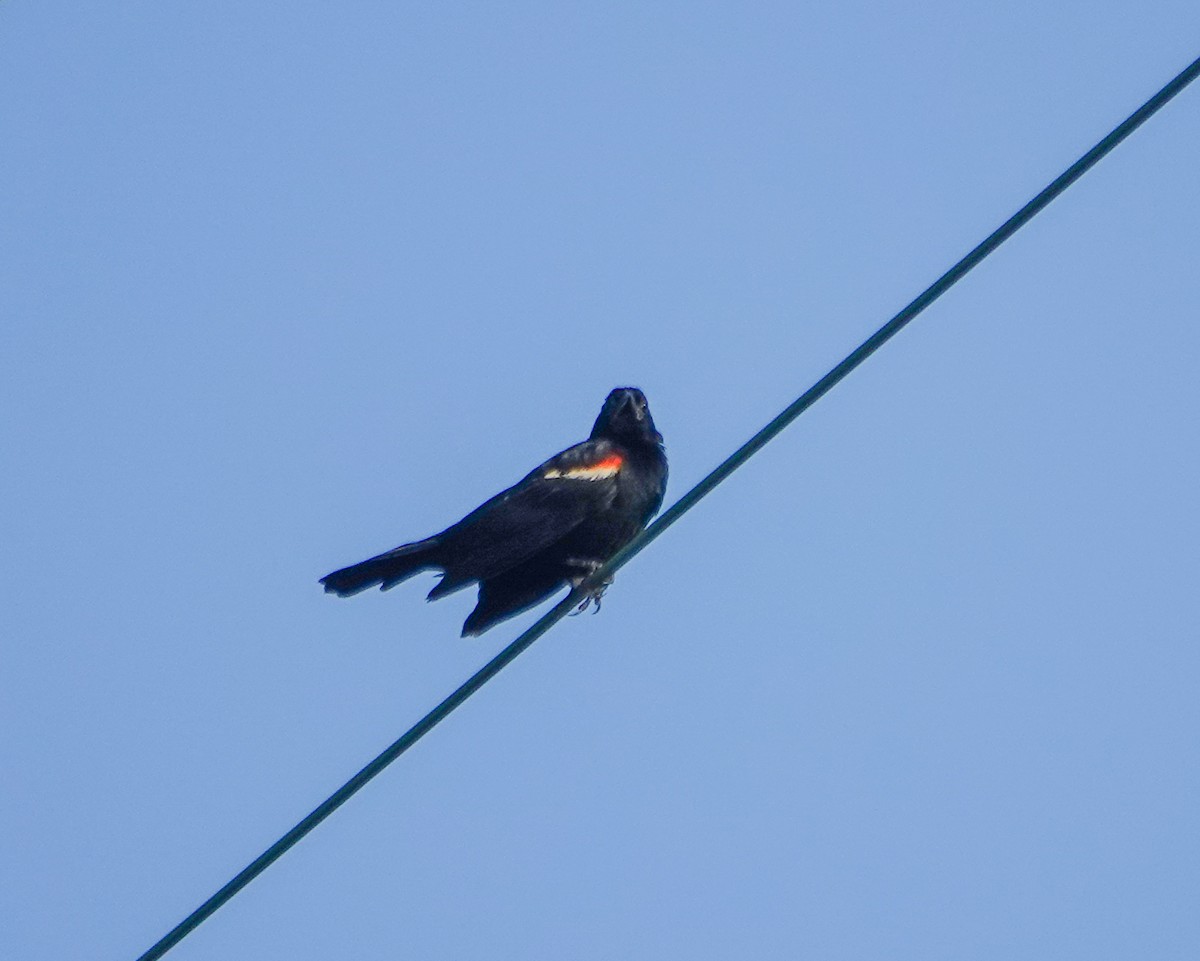 Red-winged Blackbird - ML620959488