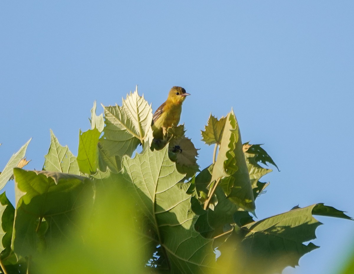 Orchard Oriole - ML620959495
