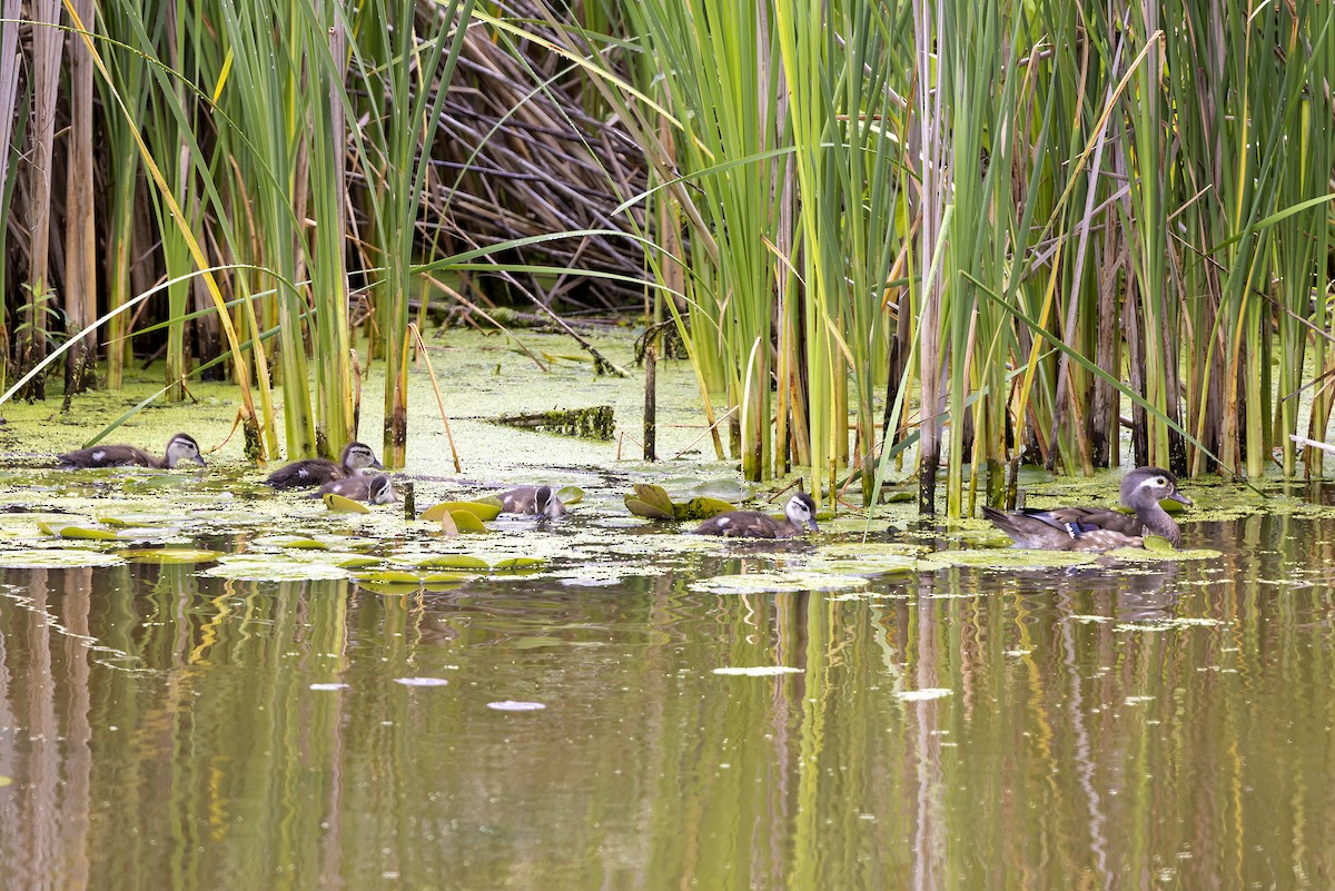 Wood Duck - ML620959511