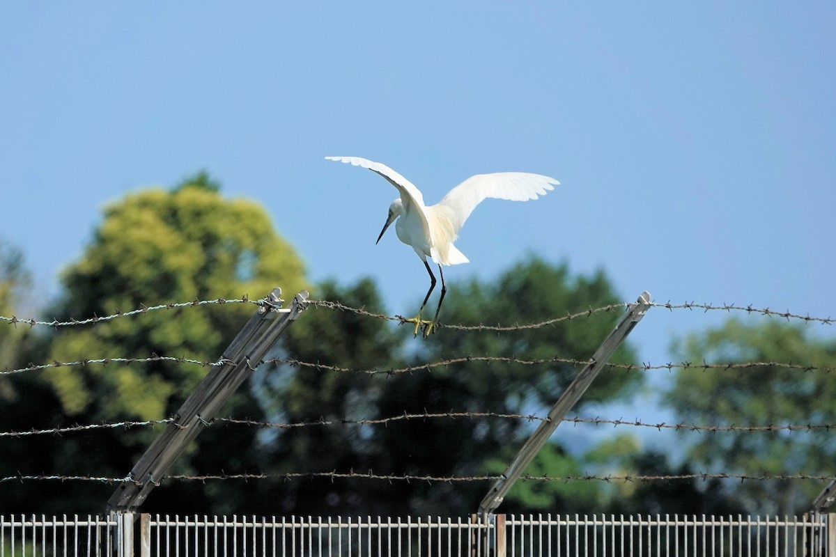 Little Egret - ML620959679