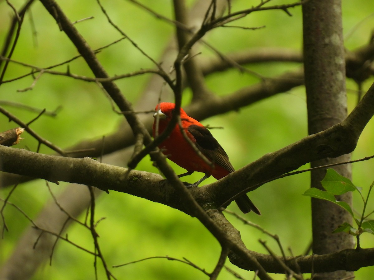 Scarlet Tanager - ML620959696