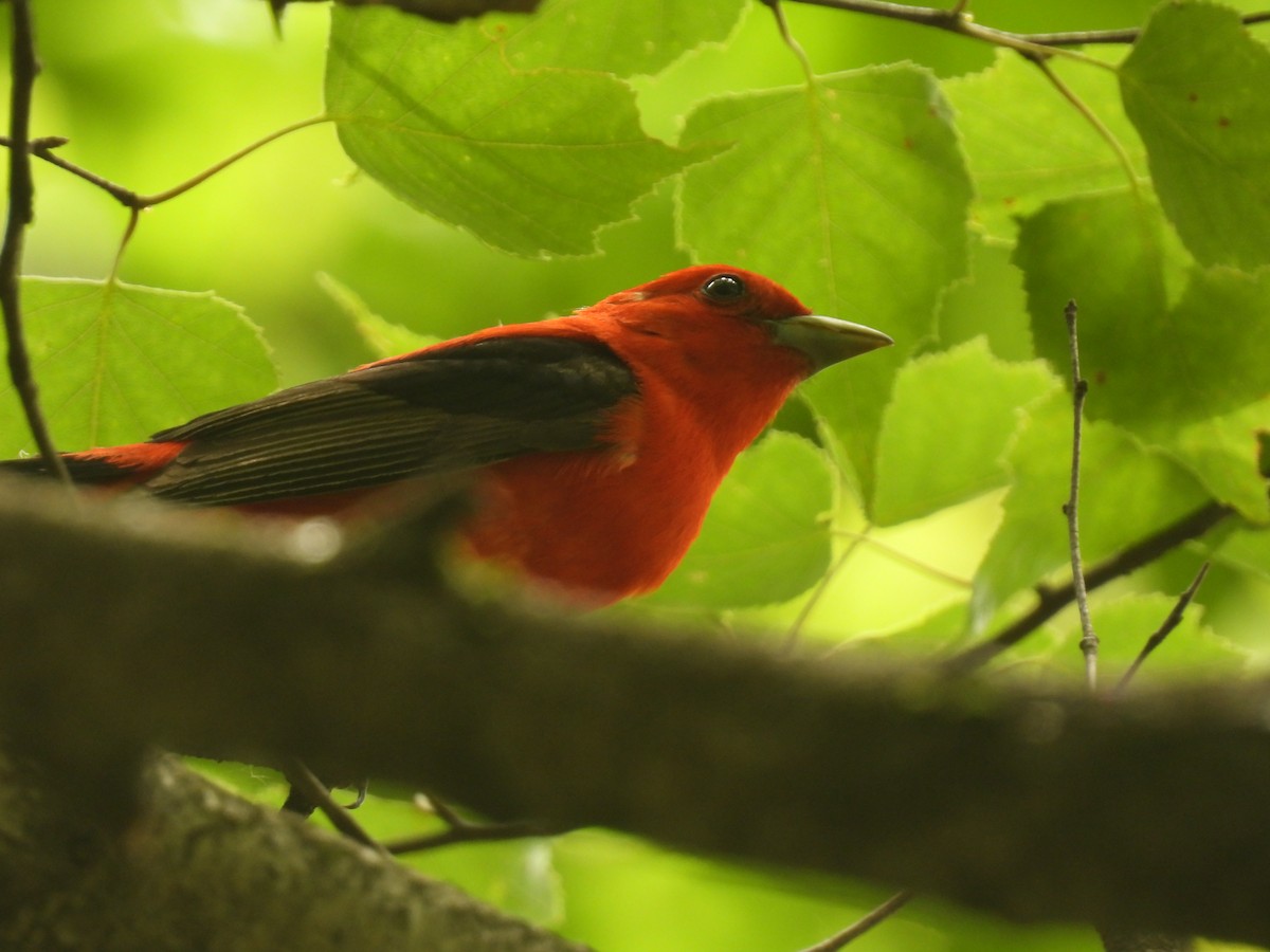 Scarlet Tanager - ML620959697