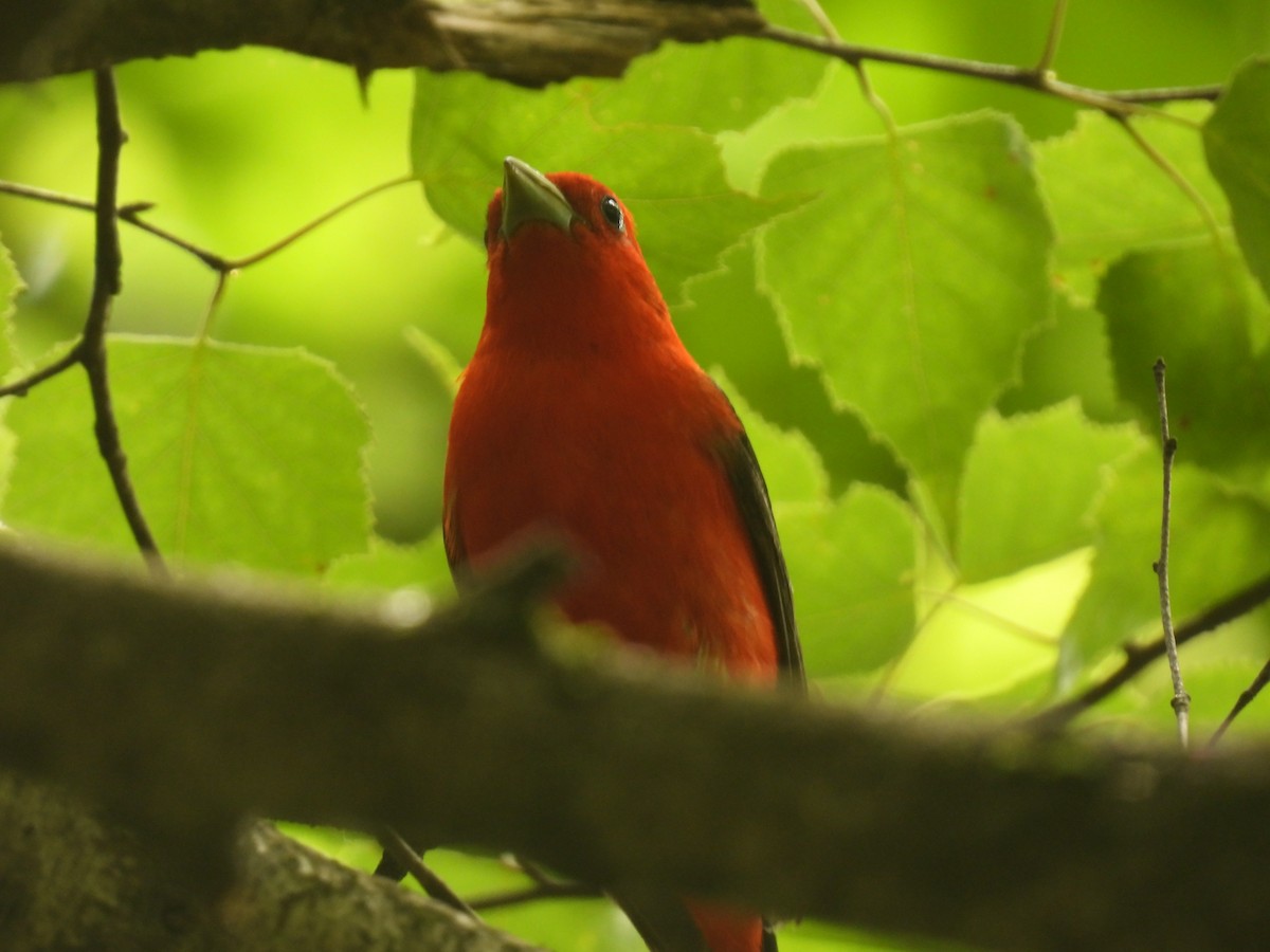Scarlet Tanager - ML620959698