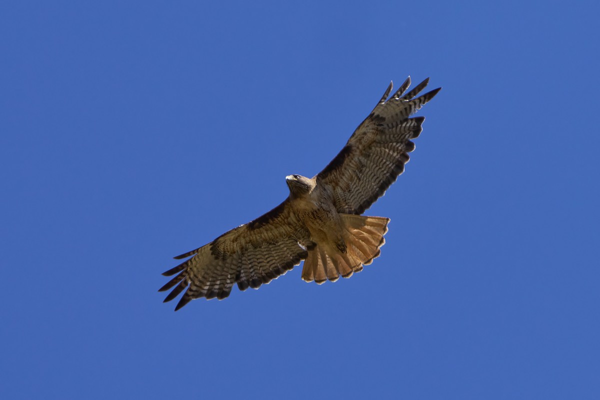 Red-tailed Hawk - ML620959704