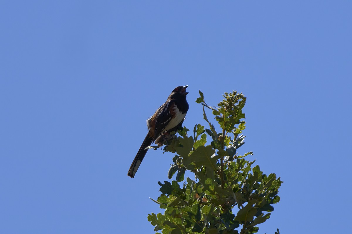 Spotted Towhee - ML620959717
