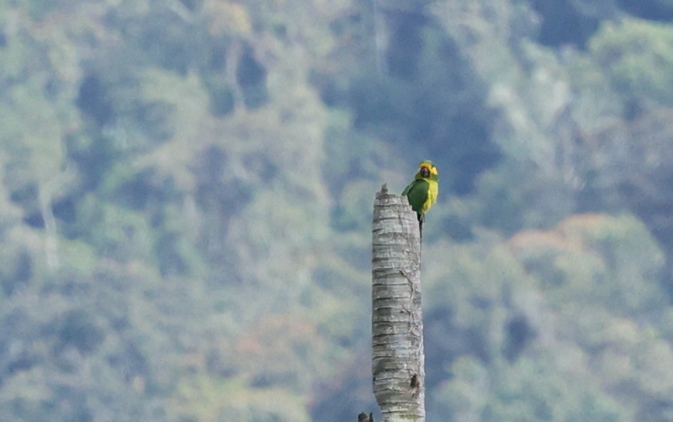 Yellow-eared Parrot - ML620959795