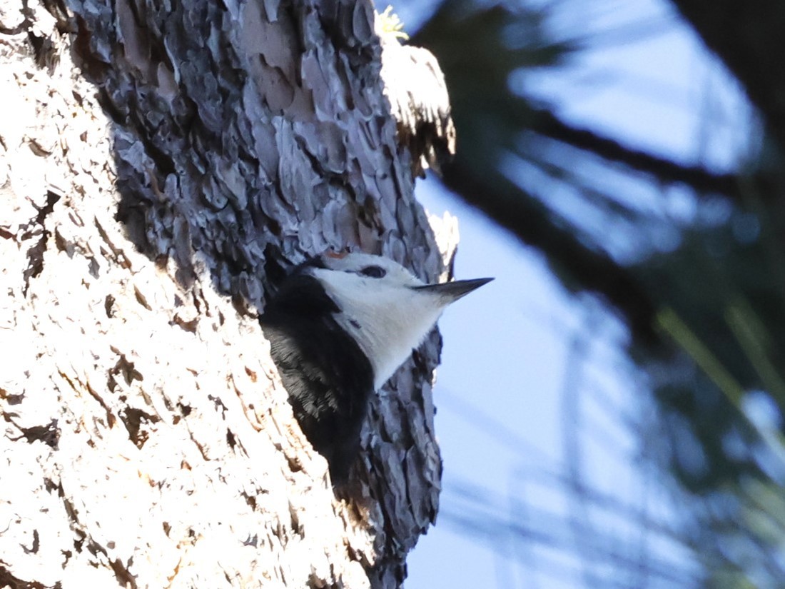 White-headed Woodpecker - Linda LeRoy