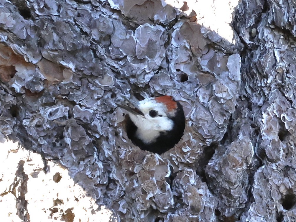 White-headed Woodpecker - ML620959802