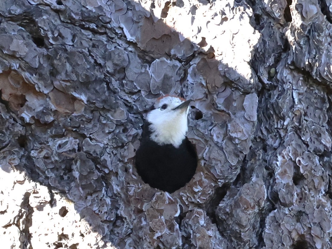 White-headed Woodpecker - ML620959804