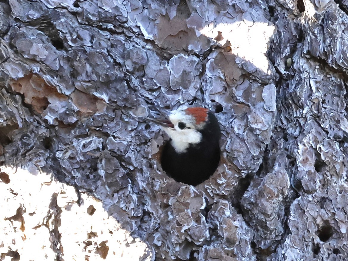 White-headed Woodpecker - ML620959805